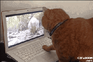 GIF-Beispiel 1 für Belustigung