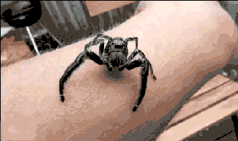 GIF-Beispiel 2 für Furcht